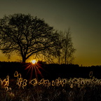Rohrkolbenblüte im Gegenlicht