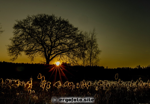 Rohrkolbenblüte im Gegenlicht