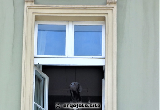 Neugieriger Hund