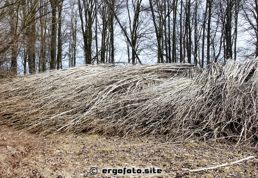 Holz 3