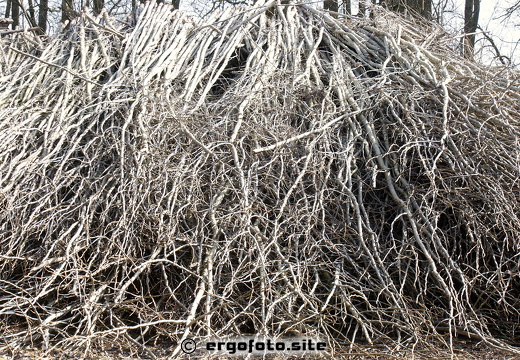 Holz 2