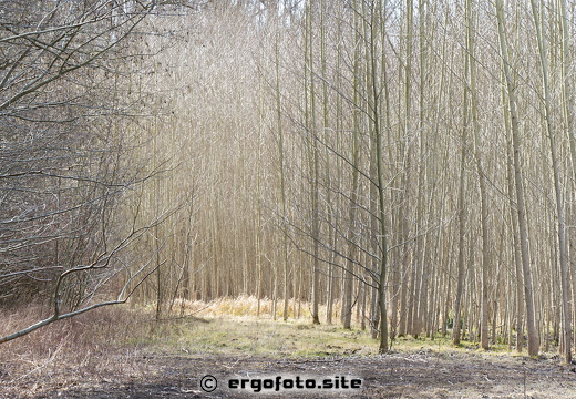 Holz 1