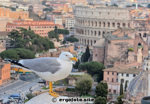 Möve mit Ausblick auf Colosseum