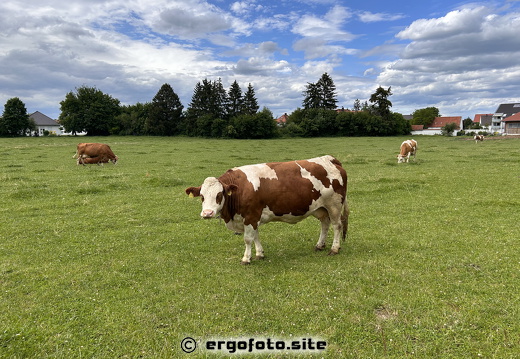 Lieblingstier und Nachbarin 
