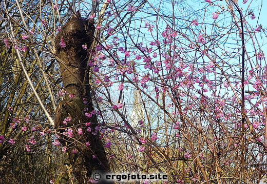Frühling 