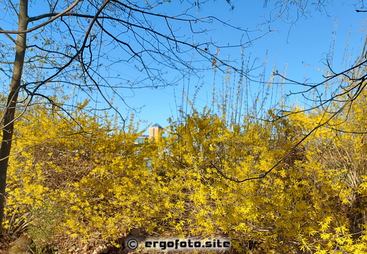 Forsythienblüte am Ergomar
