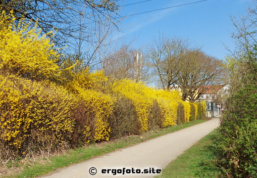 Forsythienblüte am Ergomar