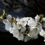 Kirschblüten