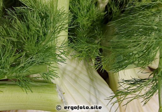 Fenchelknolle mit Grün