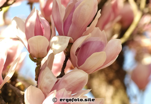 Magnolienblüten
