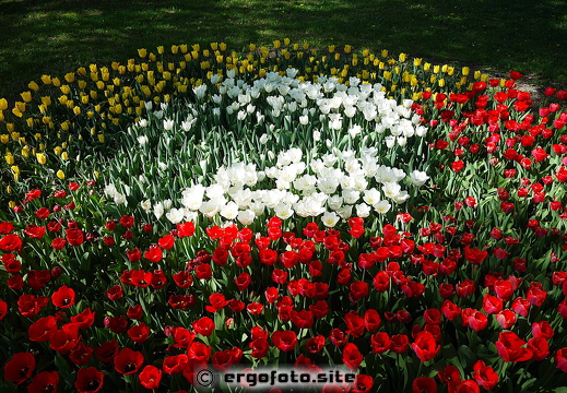 Tulpen