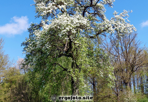 Sehr alter Birnbaum