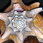 Schnecke2