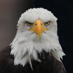 Weißkopfseeadler