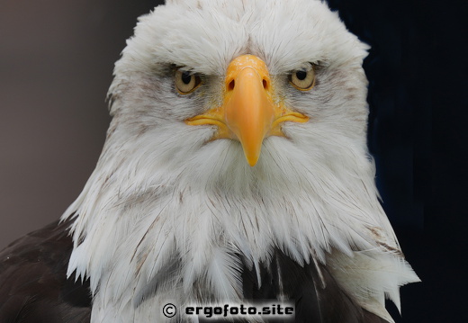 Weißkopfseeadler