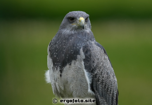 Andenadler