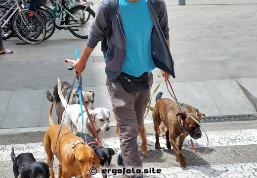 Dog sitting