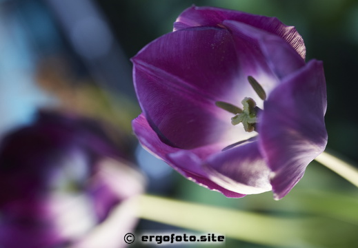 Tulpe