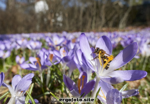 Krokusse