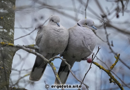 Ein Liebespaar