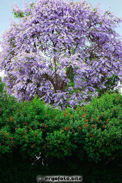 DSC08355m.JPG