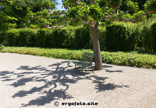 Bizzarer Baumschatten