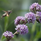 Taubenschwänzchen 1