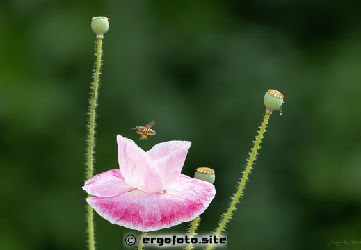 Biene an letzter Mohnblüte
