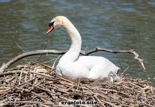 Schwan klein /  Schwan gross