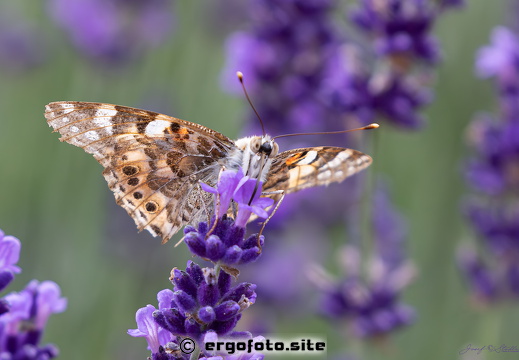 Distelfalter an Lavendel