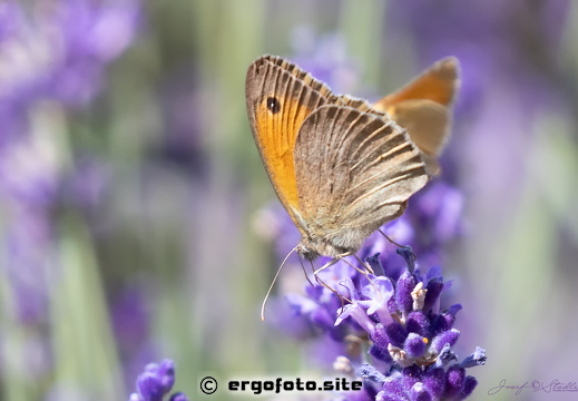 Großes Ochsenauge an Lavendel