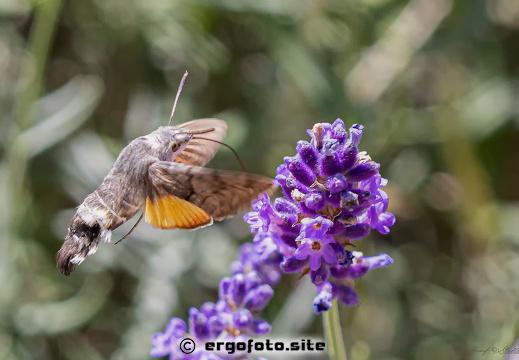 Taubenschwänzchen an Lavendel