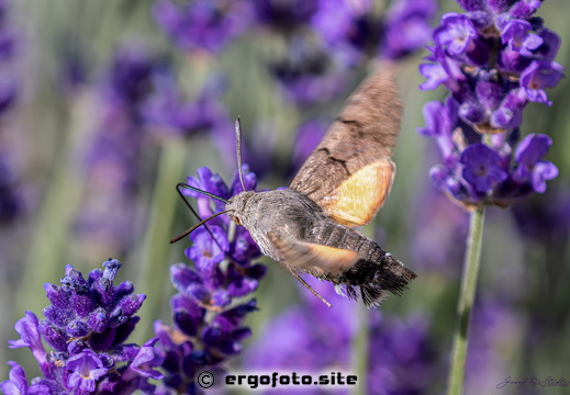 Taubenschwänzchen an Lavendel-2