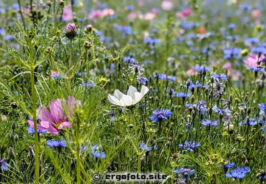Bezaubernde Blumenwiese 