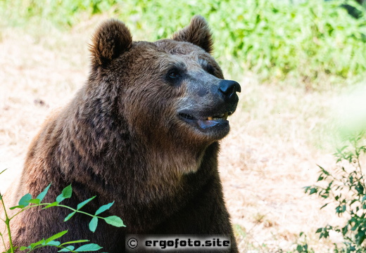 Der Bär