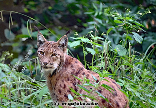 Luchs
