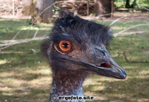 interessierter Emu