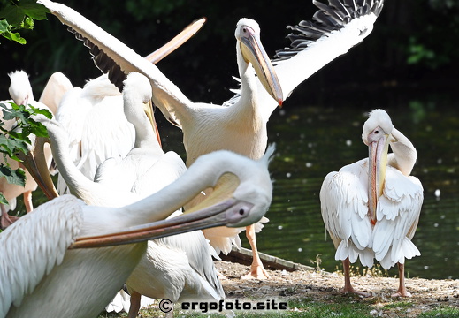 Pelikane