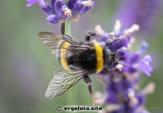 Hummel-Grätsche