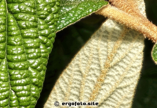 Gegensätze , Vorder- und Rückseite