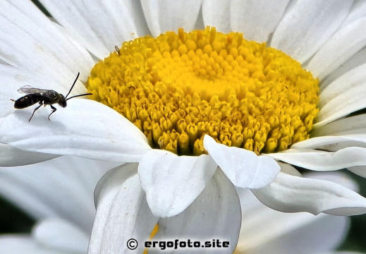 Gegensätze, schwarz auf weiß