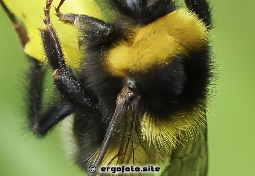 Makrofotografie 07.25