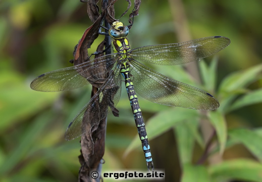 Libelle