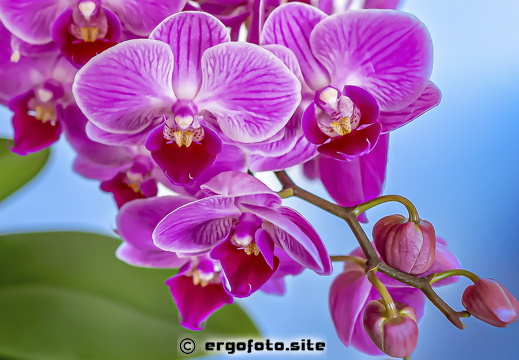 Orchidee