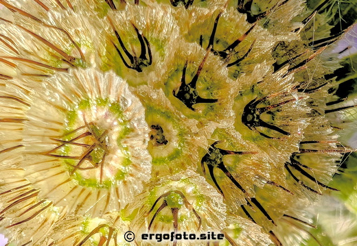 Distel