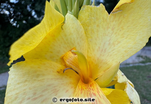 Canna (Blumenrohr) Pflanze