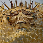 Kugelfisch