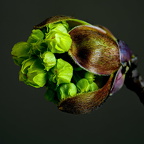 Aufgehende Knospe
