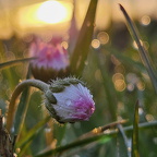 Gänseblümchen im Regen