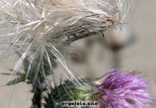 Distel Blühte 